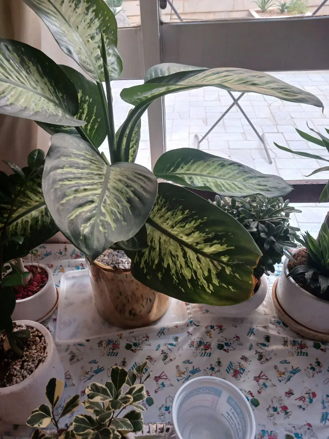 گل طبیعی|گل و گیاه طبیعی|اصفهان, جلفا|دیوار