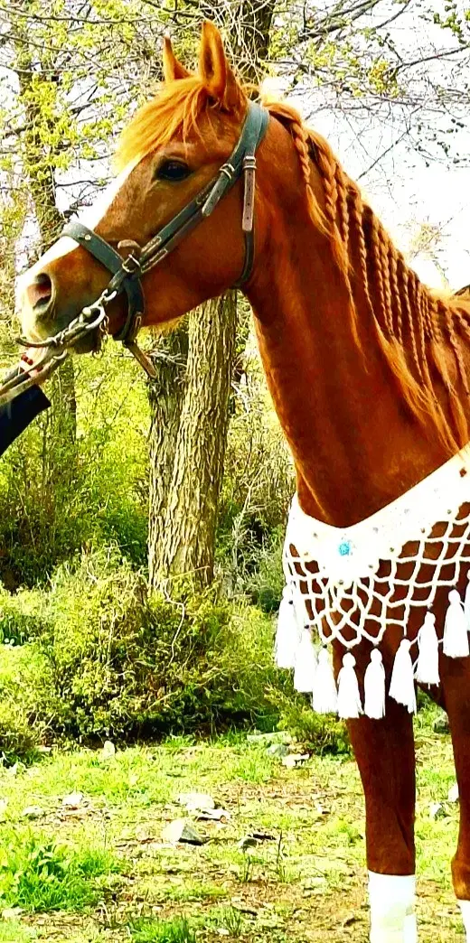 اسب|اسب و تجهیزات اسب‌سواری|داورزن, |دیوار