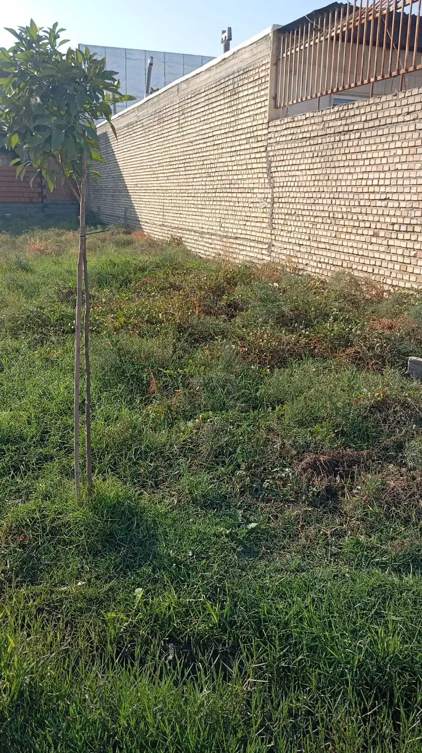 حیاط|فروش زمین و ملک کلنگی|گنبد کاووس, |دیوار