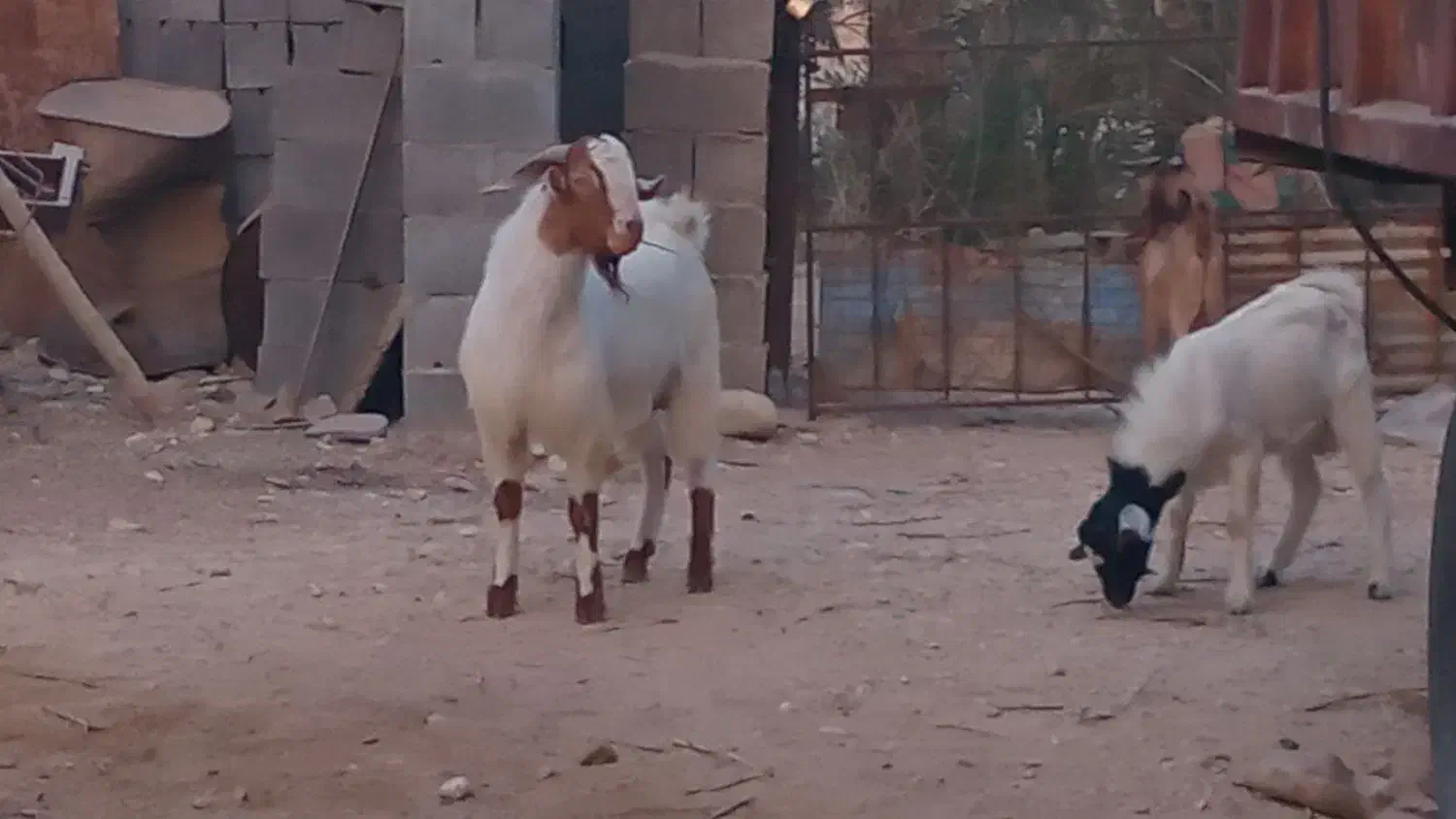 حیوانات|حیوانات مزرعه|بندر کنگان, |دیوار