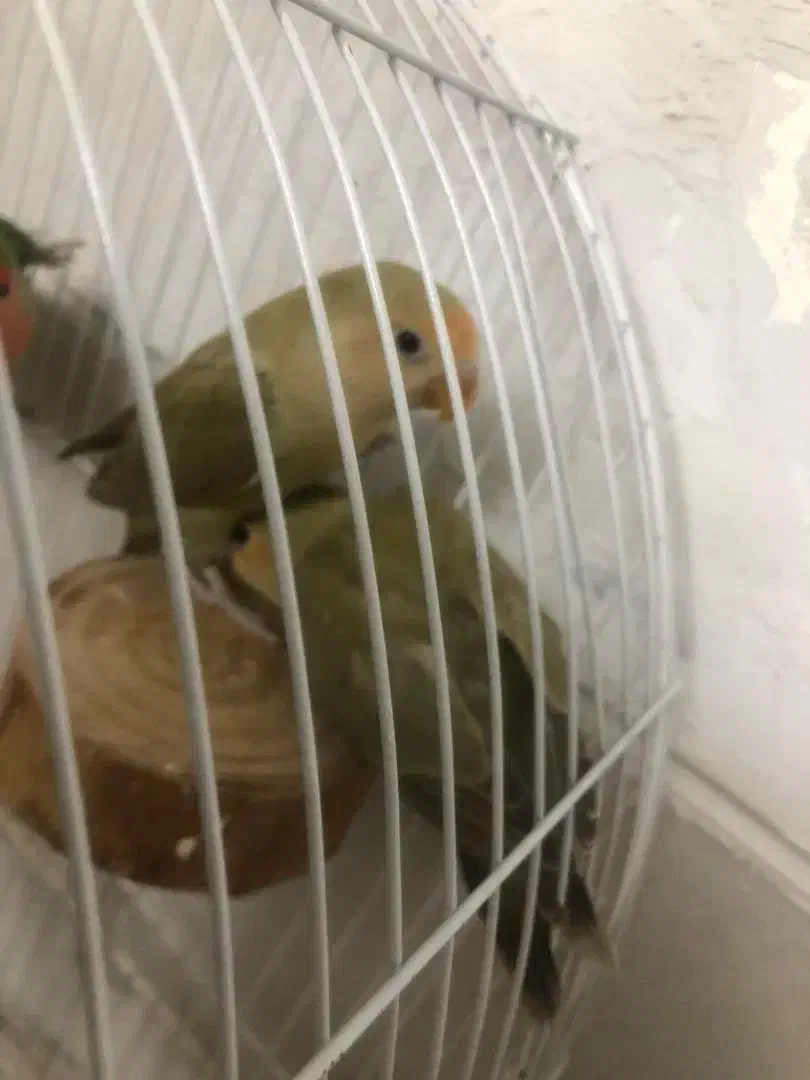 جوجه برزیلی|پرنده|محلات, |دیوار