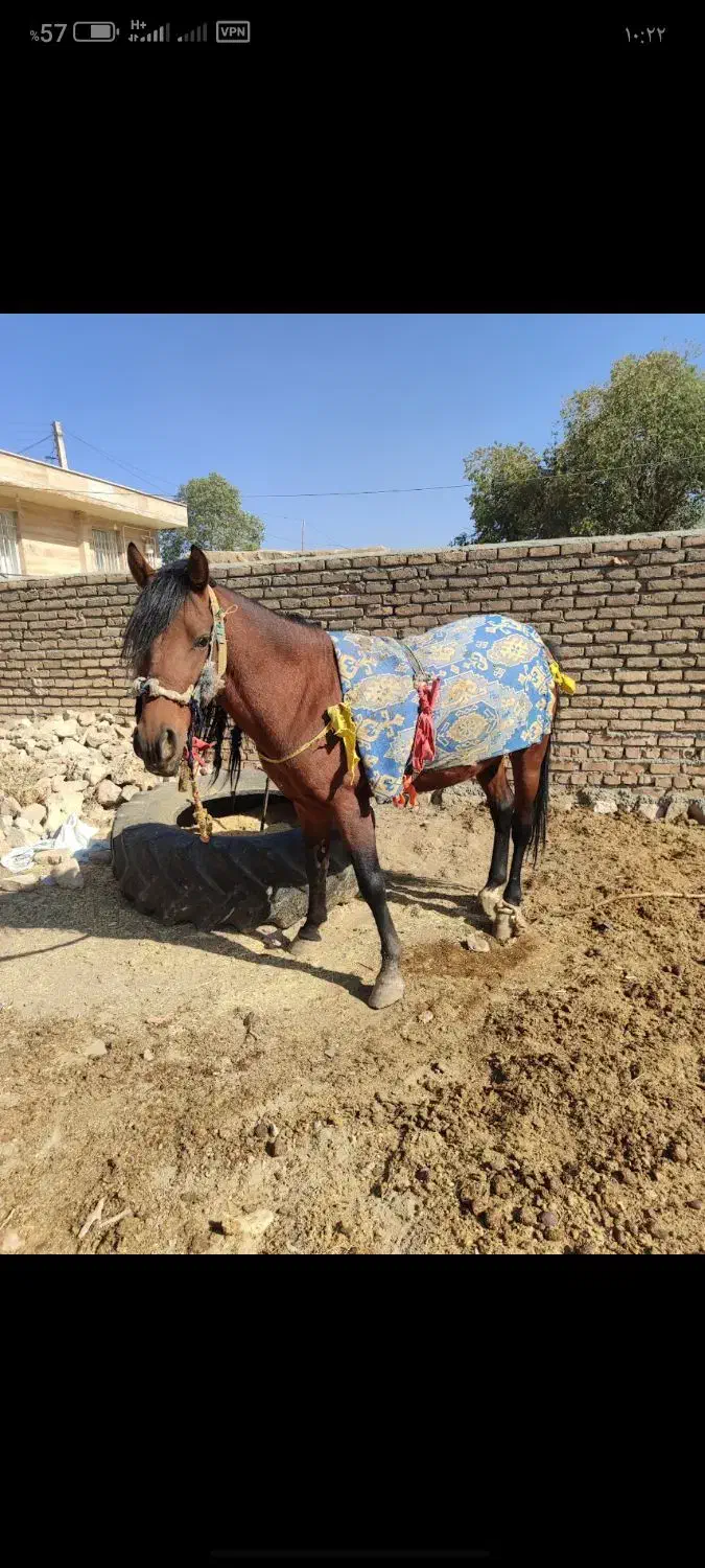 اسب نریان|اسب و تجهیزات اسبسواری|کرمانشاه, |دیوار