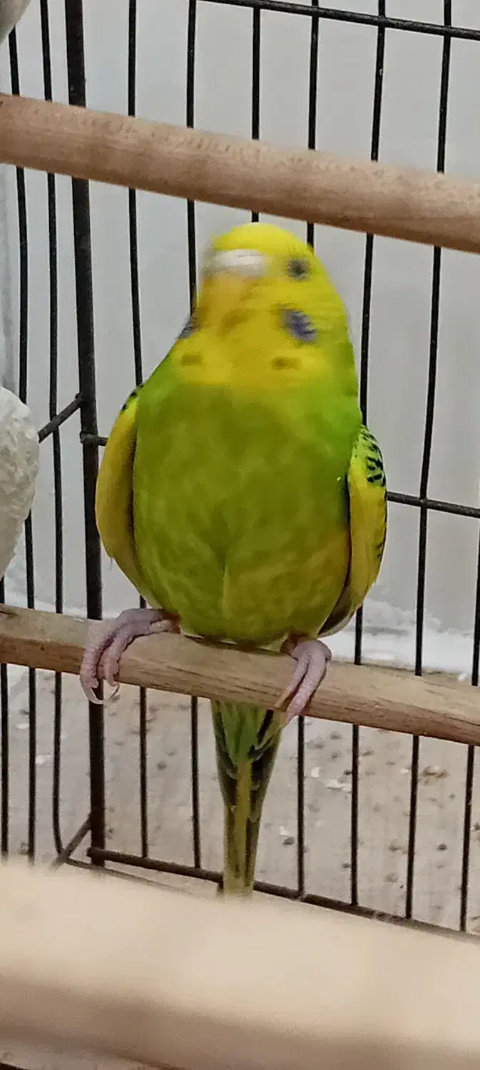 مرغ عشق. نر مست|پرنده|گلستان (تهران), |دیوار