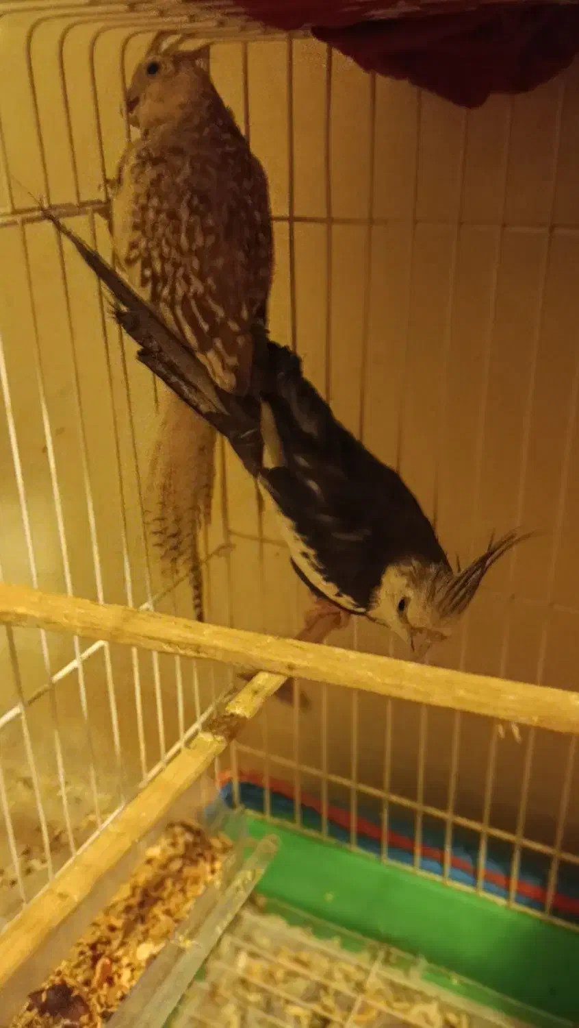 فروش یک جفت عروس هلندی|پرنده|کرمان, |دیوار