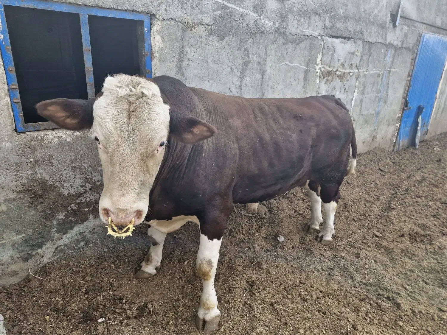 کارگر گاوداری|استخدام صنعتی، فنی، مهندسی|بناب, |دیوار