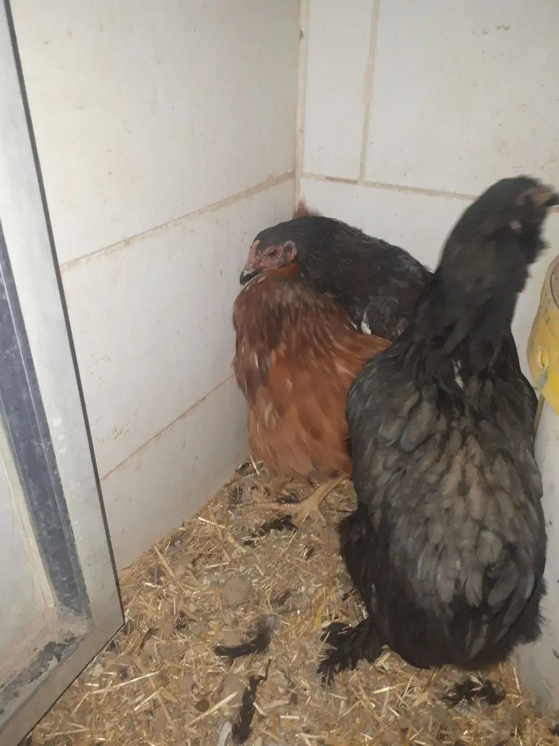 مرغ تزعینی برهماو۲خروس اول متنوبخونیدبعدپیام بدهید|حیوانات مزرعه|کنگاور, |دیوار