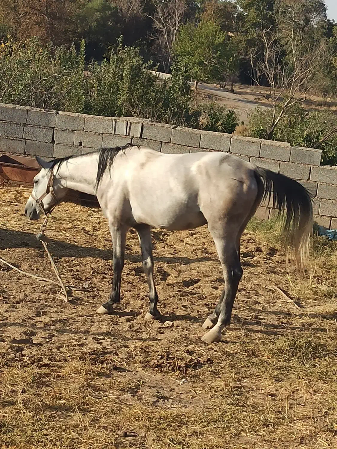 اسب|اسب و تجهیزات اسبسواری|کرج, کوی امامیه|دیوار