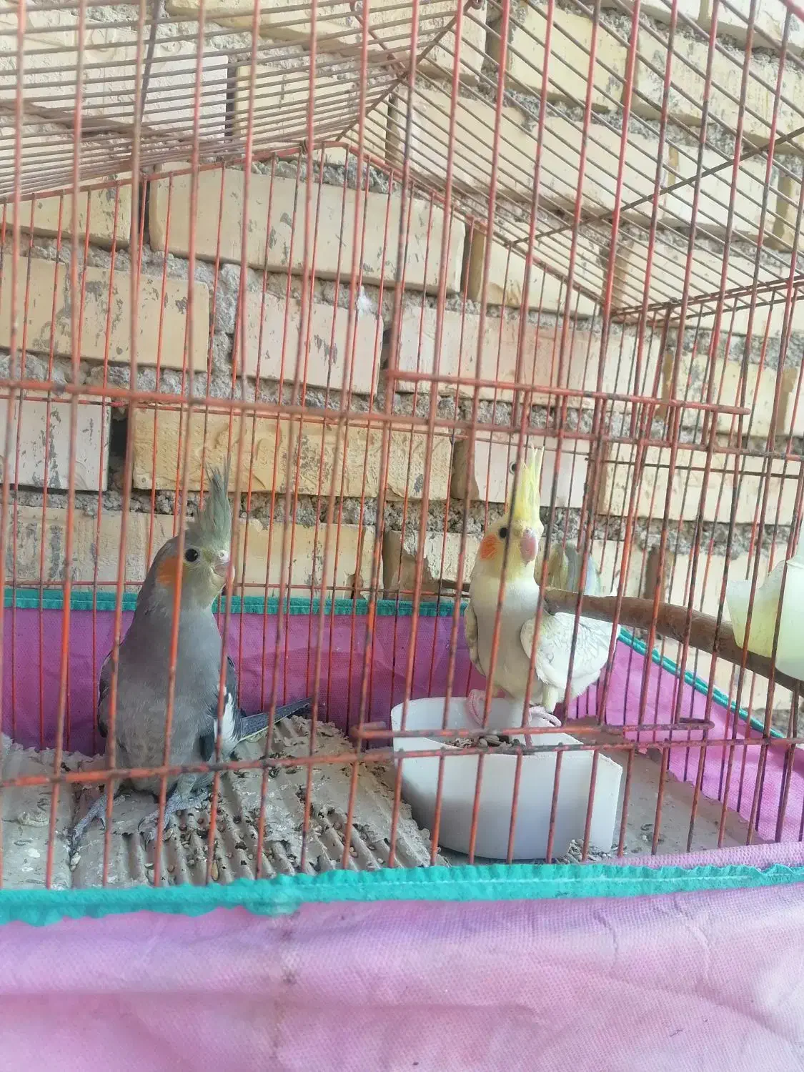 سه تا عروس هلندی|پرنده|دیلم, |دیوار