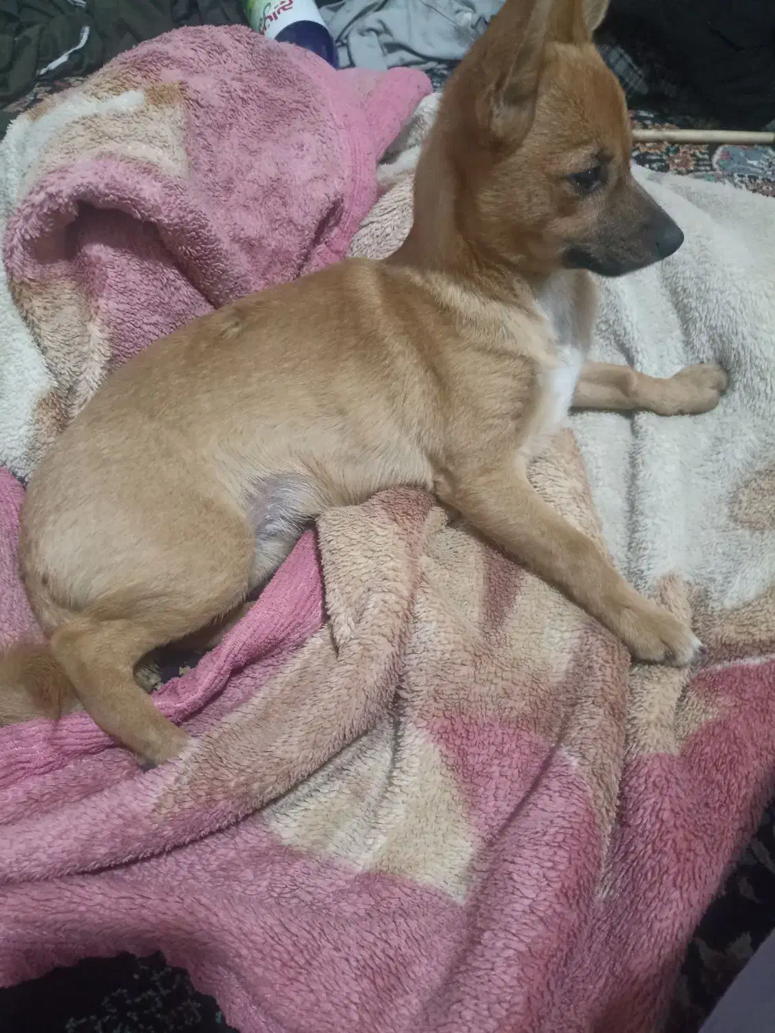 سگ پامرانین میکس|سگ|خرمدره, |دیوار