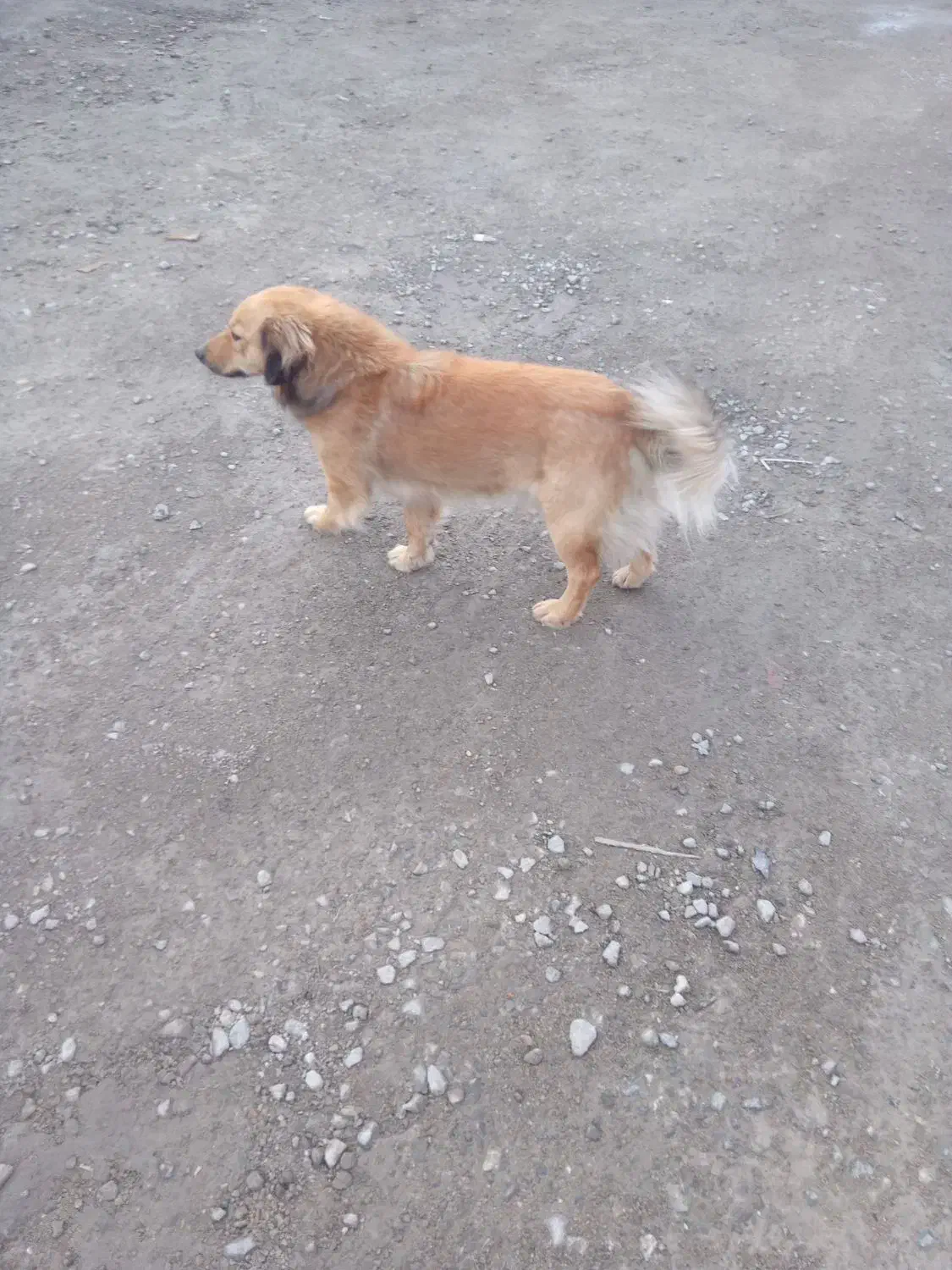 جسی|سگ|تهران, تهران‌نو|دیوار