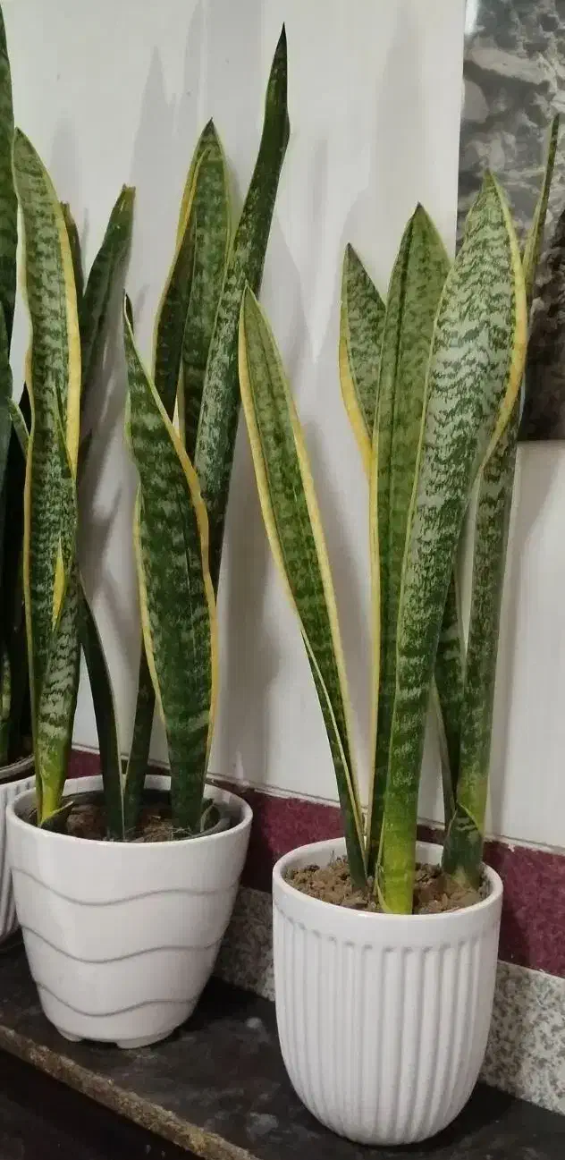 گل گل|گل و گیاه طبیعی|همدان, |دیوار