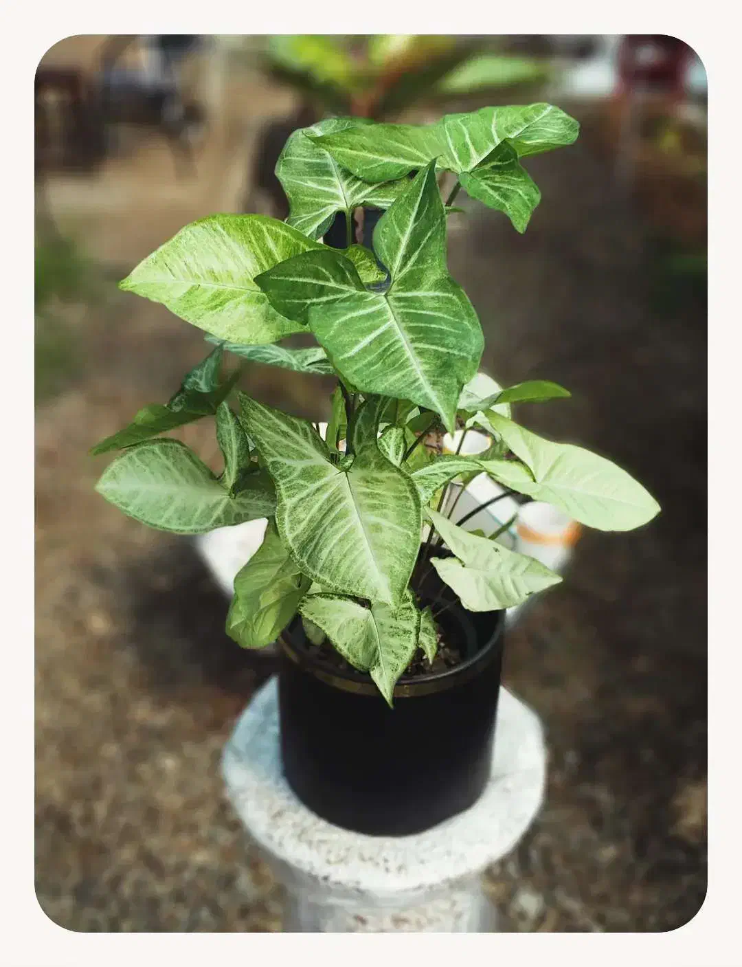 گیاه سینگونیوم سبز|گل و گیاه طبیعی|رودسر, |دیوار