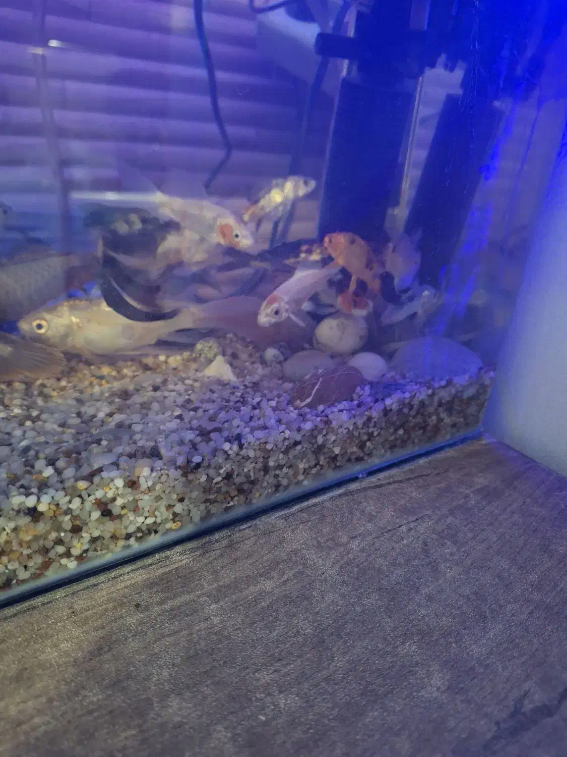 ماهی کوی|ماهی|تهران, شهید رجایی|دیوار