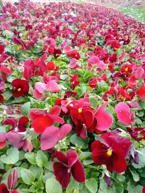 گل بنفشه|گل و گیاه طبیعی|ری, بازار گل خاوران|دیوار