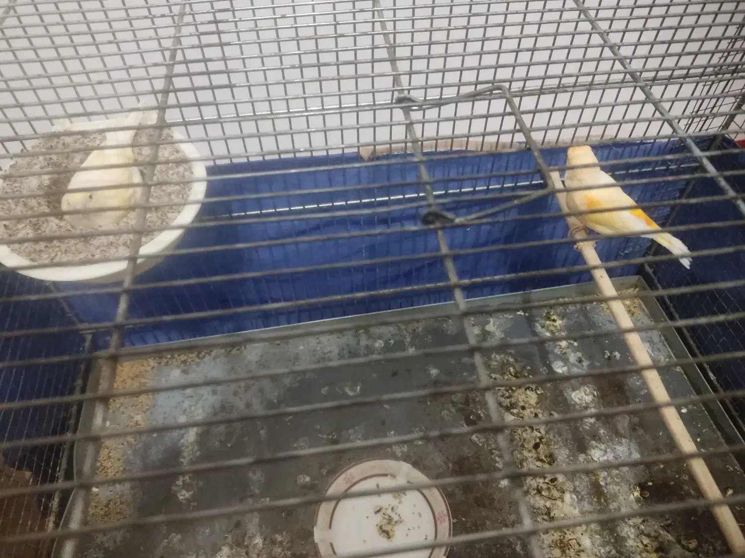 جفت قناری روی تخم|پرنده|سیرجان, |دیوار