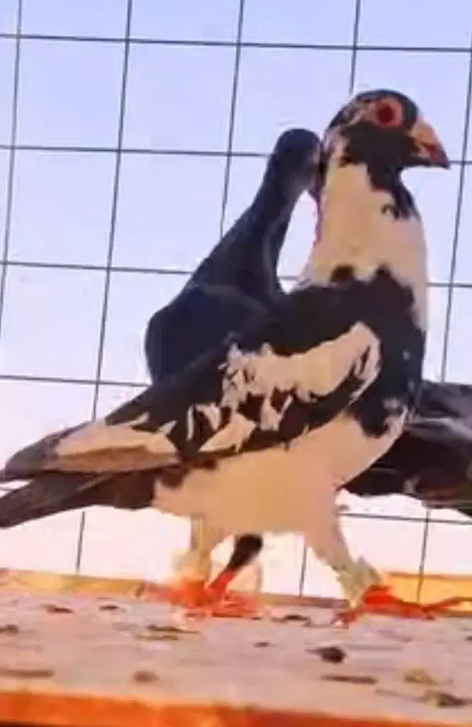 کفتر باخت خورده پلنگ|پرنده|مشهد, رده|دیوار