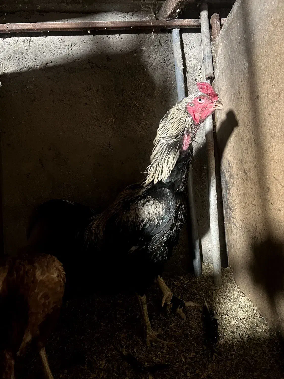 خروس لاری با اصالت|حیوانات مزرعه|قائم‌شهر, |دیوار