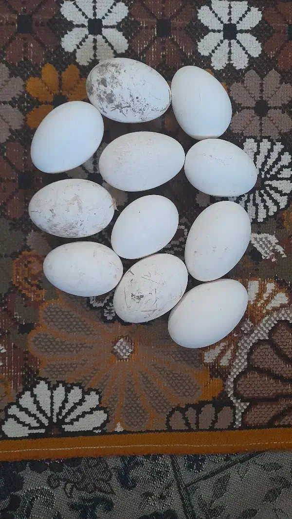 تخم غاز نطفه دار|حیوانات مزرعه|آق قلا, |دیوار