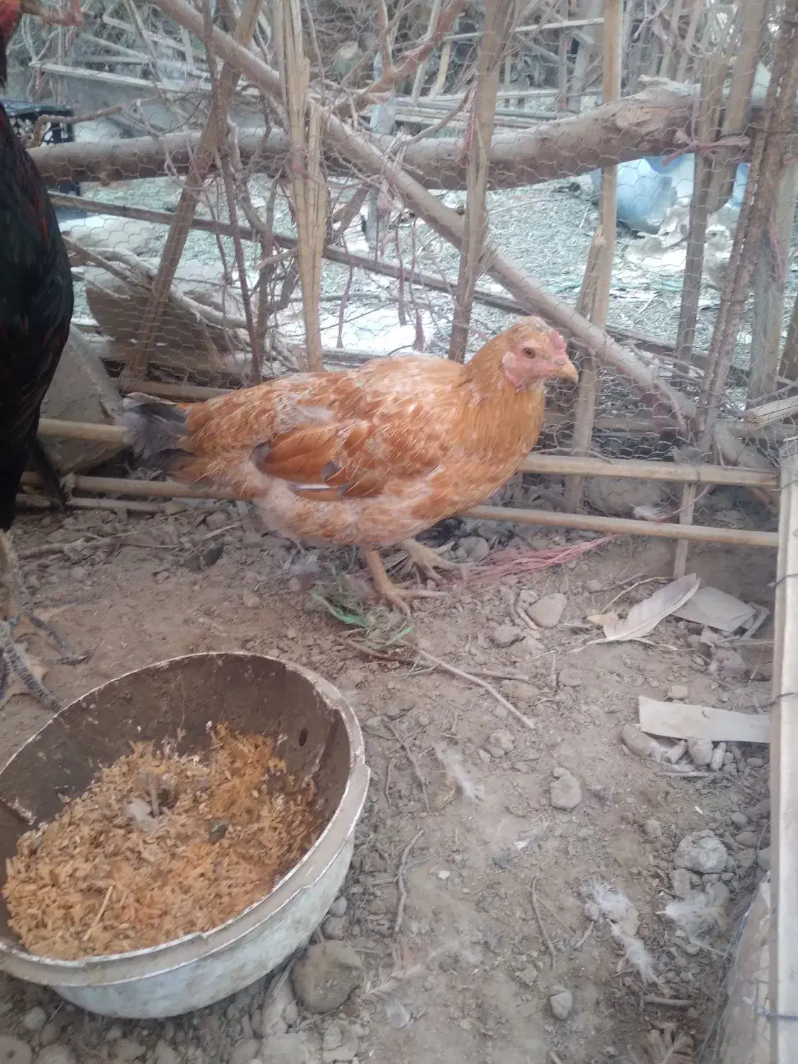 مرغ فروشی|حیوانات مزرعه|بمپور, |دیوار