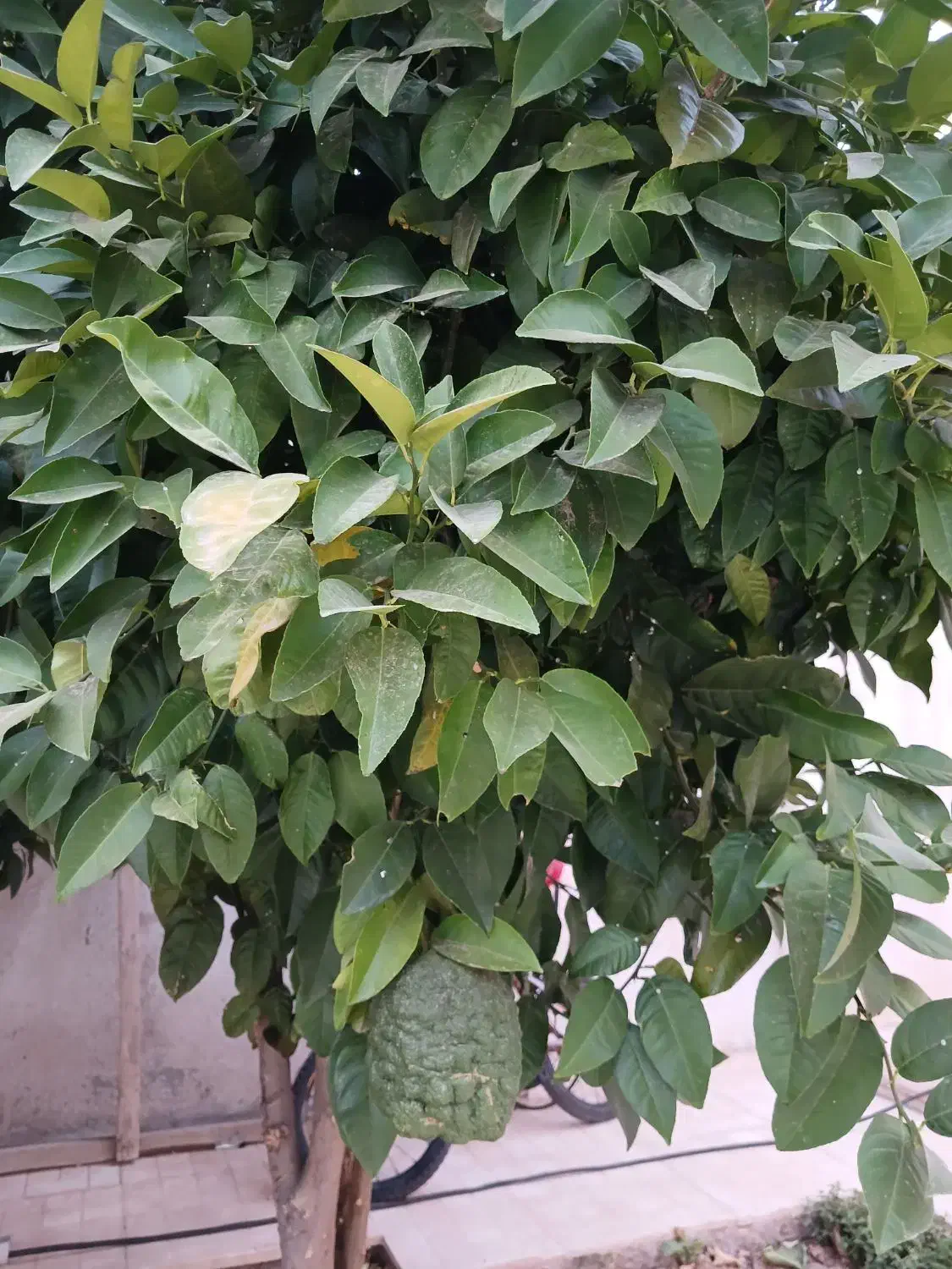 فروش درخت بلنگ ثمری|گل و گیاه طبیعی|شیراز, جوادیه|دیوار