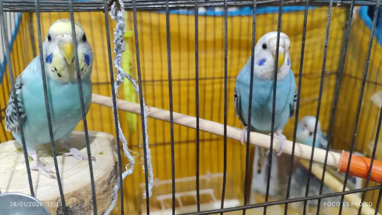 4 عدد مرغ عشق|پرنده|بروجرد, |دیوار