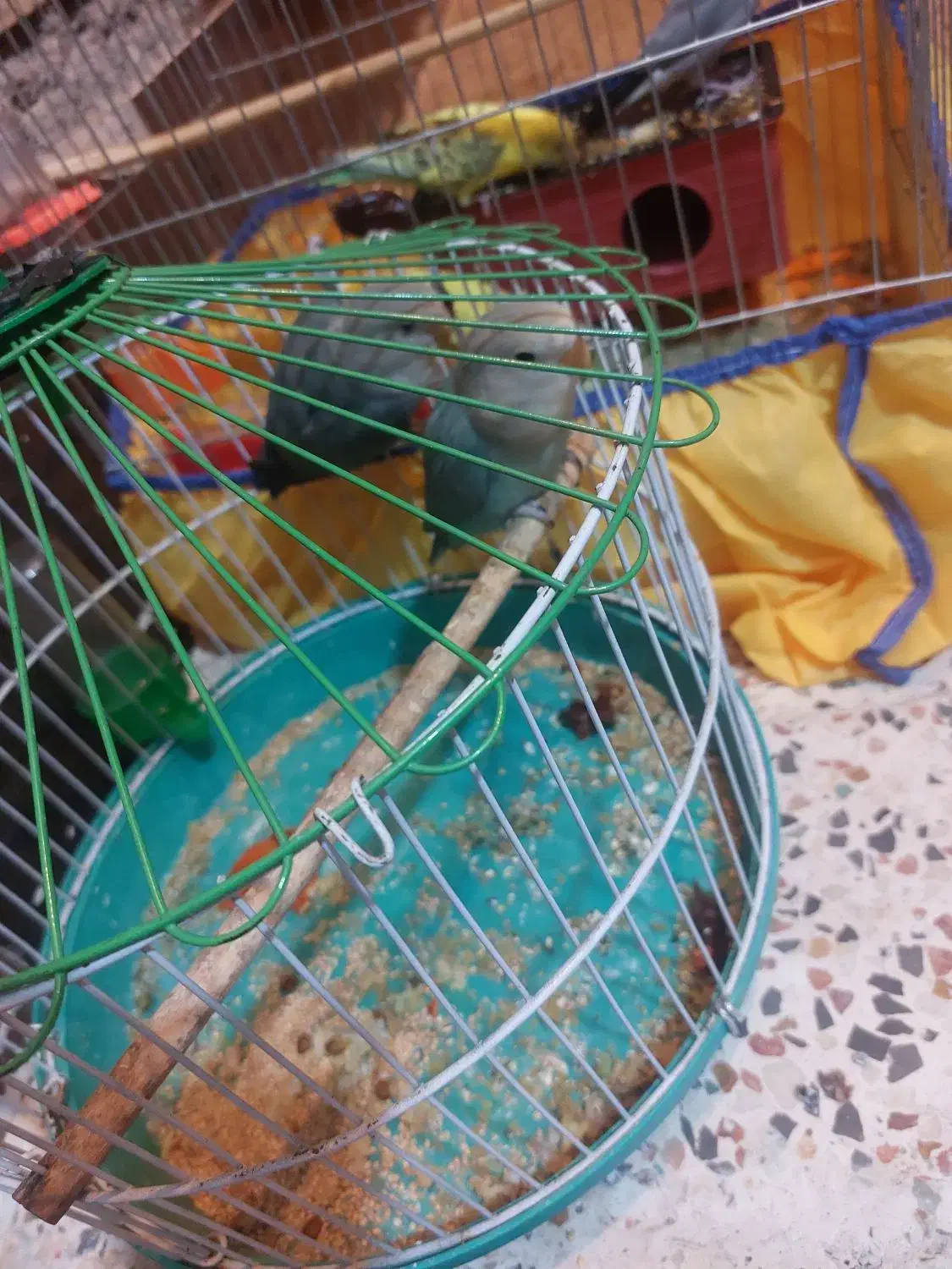 توتی برزیلی|پرنده|حمیدیه, |دیوار