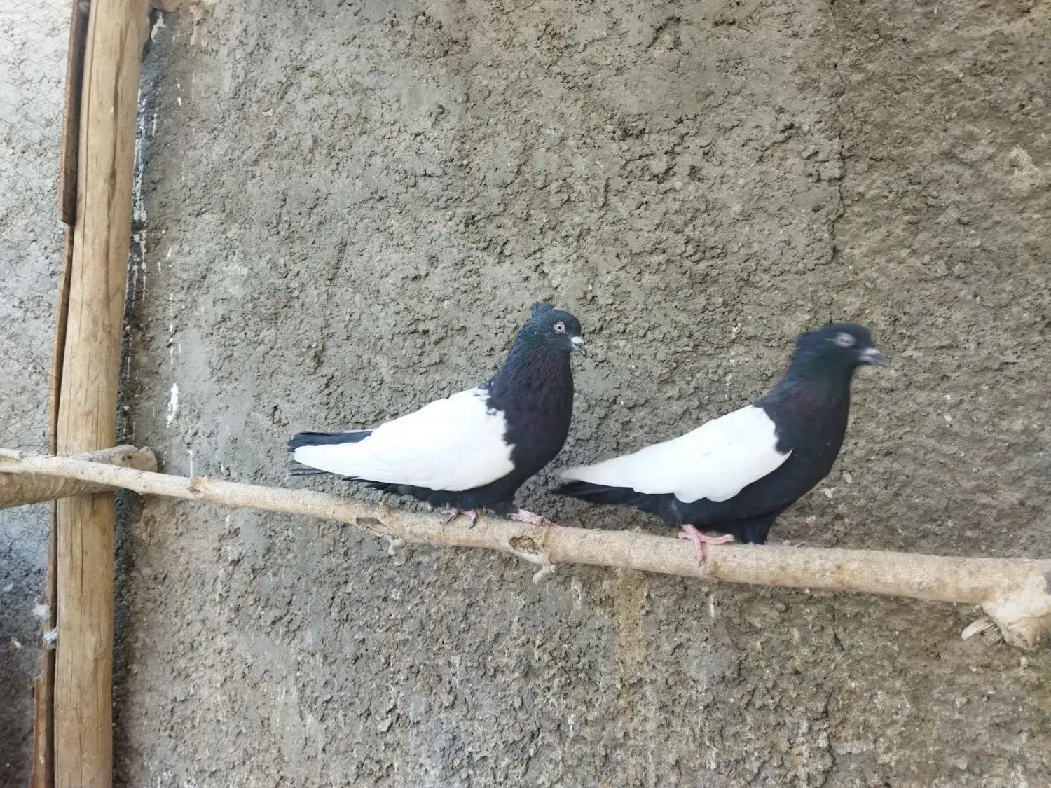 کفتر سینه سیاه،سینه ای|پرنده|خمینیشهر, |دیوار