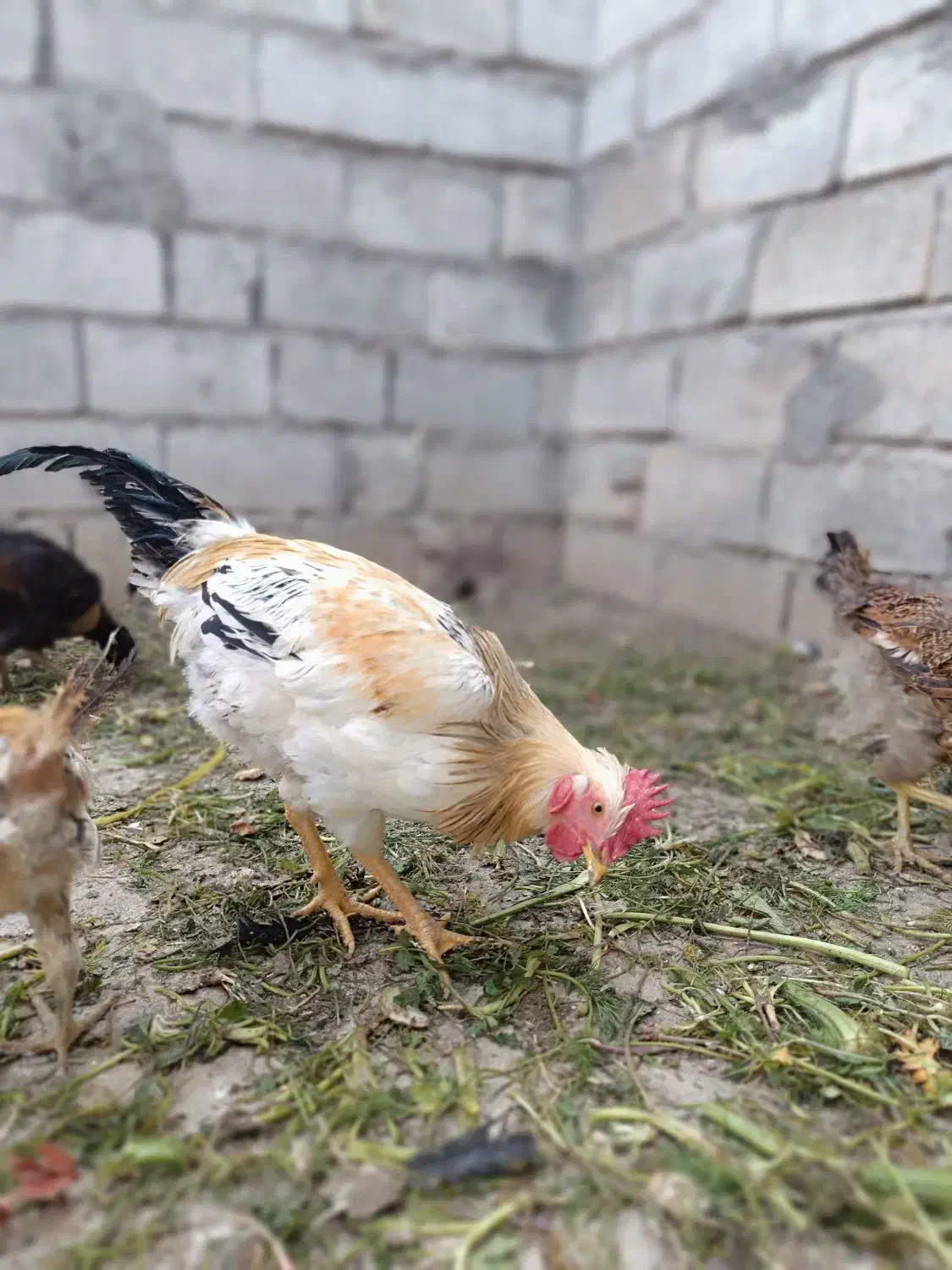 5عدد خروس درجه یک|حیوانات مزرعه|جوانرود, |دیوار