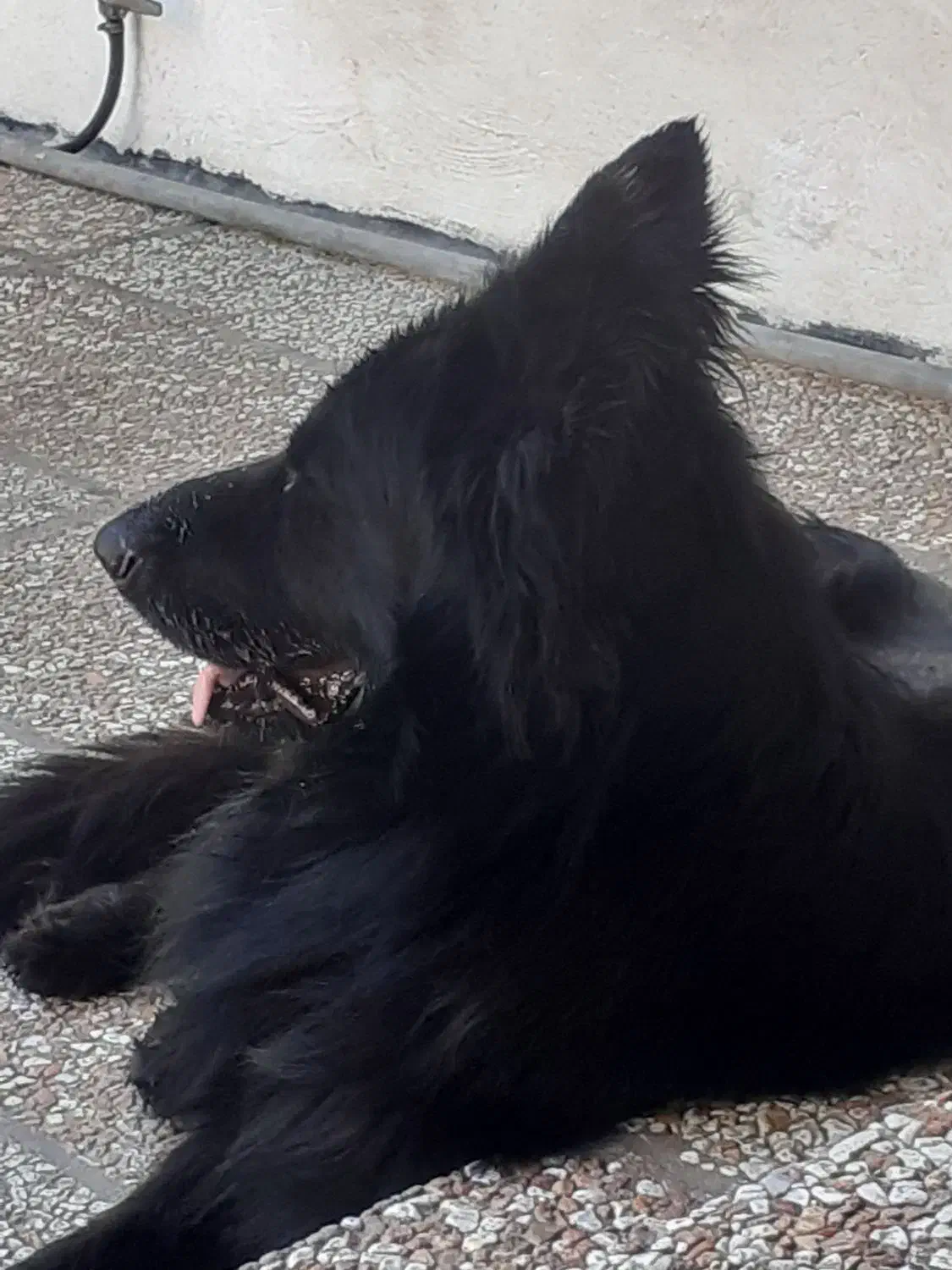 ژرمن شپرد موبلند شولاین|سگ|ساری, |دیوار