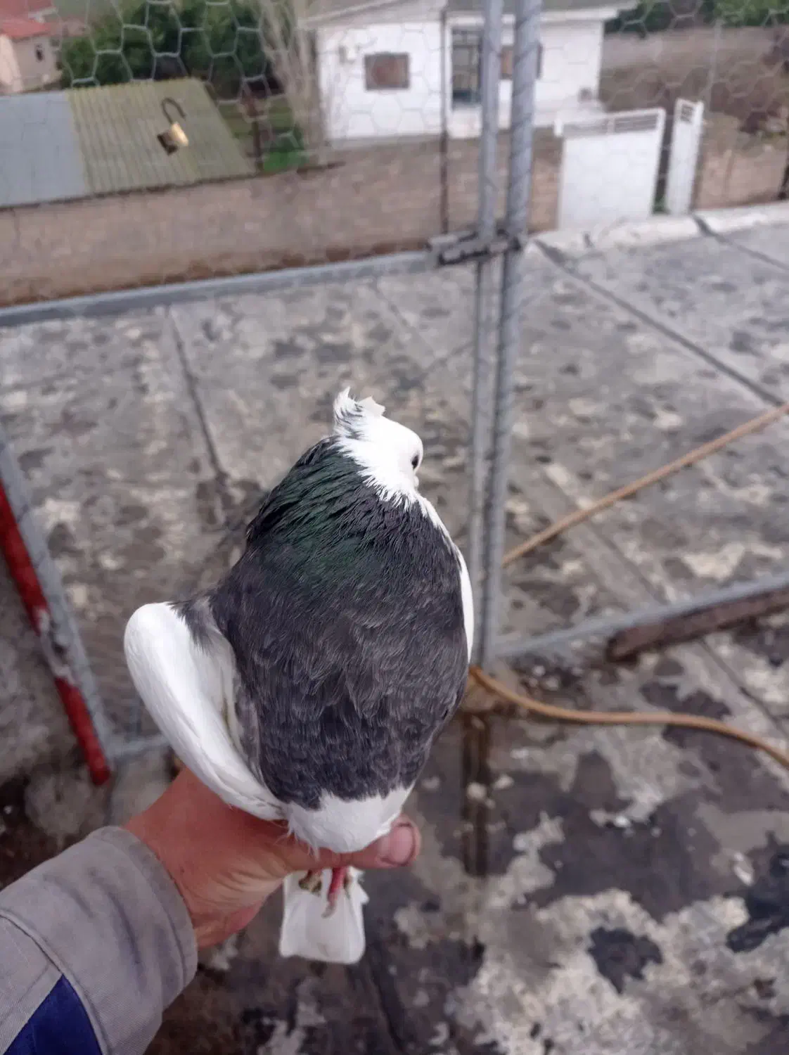 کبوتر طوقی|پرنده|فاضل آباد, |دیوار