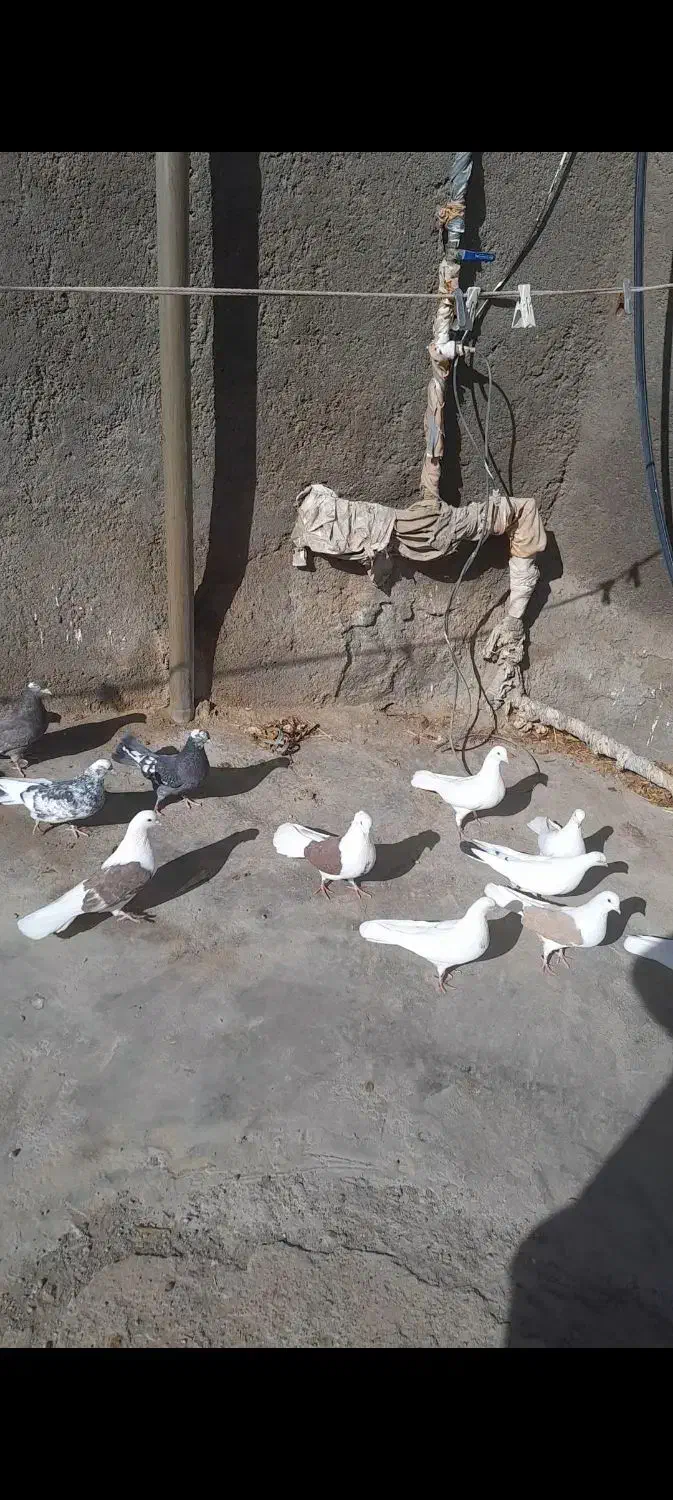 کبوتر|پرنده|قم, دورشهر|دیوار