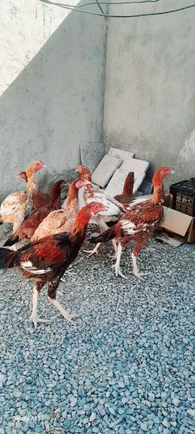 مرغ خروس|حیوانات مزرعه|کرباسک, |دیوار