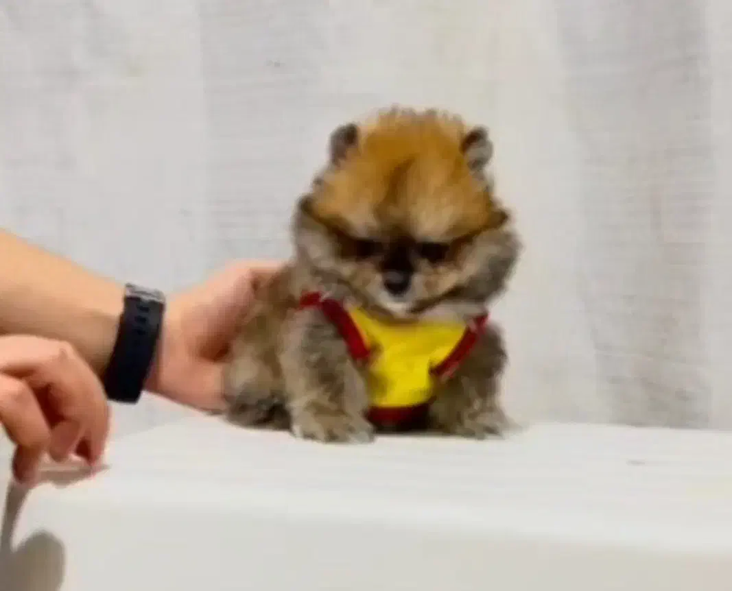 پامر خرسی عروسکی|سگ|رشت, دیانتی|دیوار