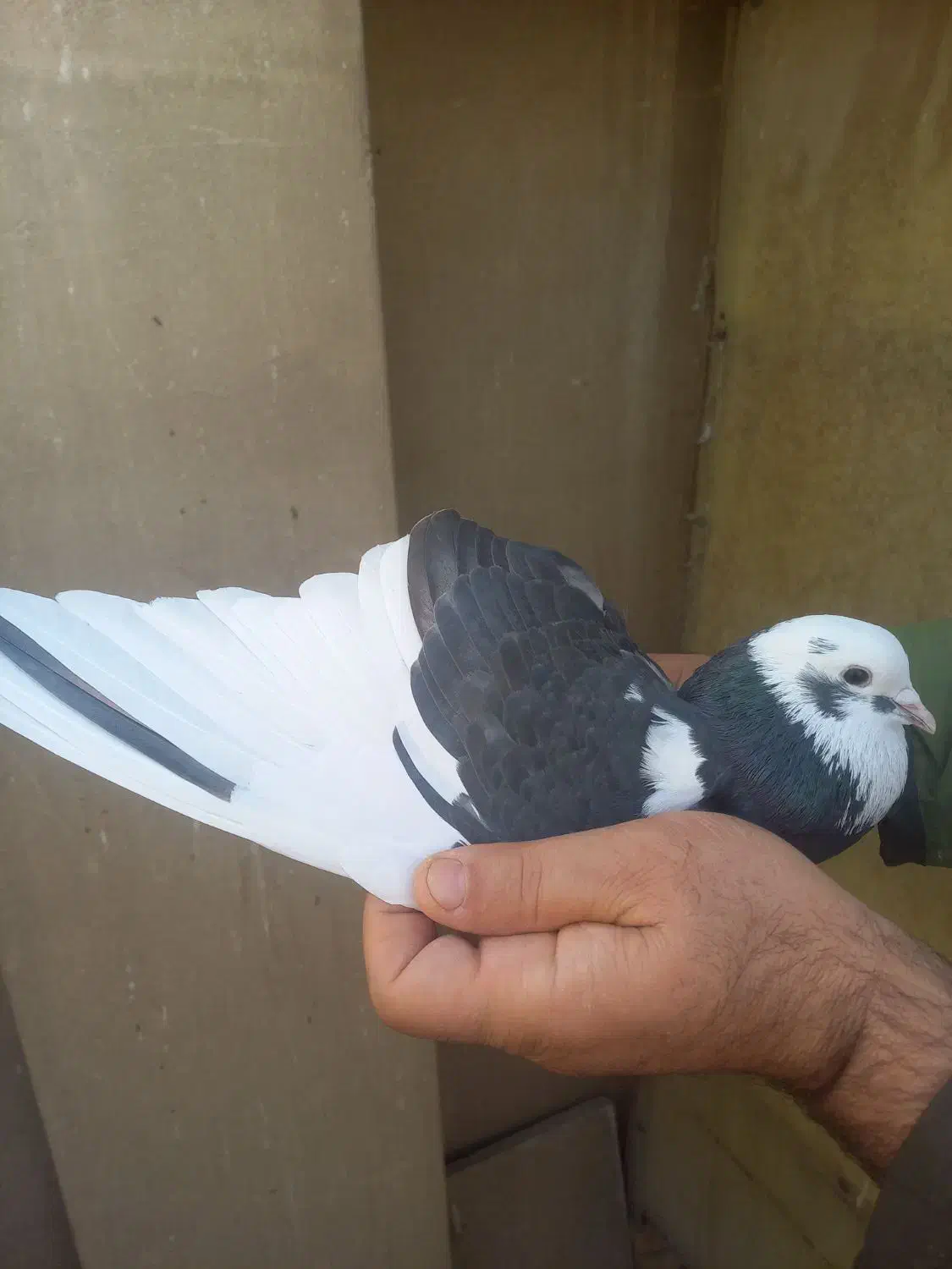 کفتر استفاده|پرنده|تهران, مختاری|دیوار