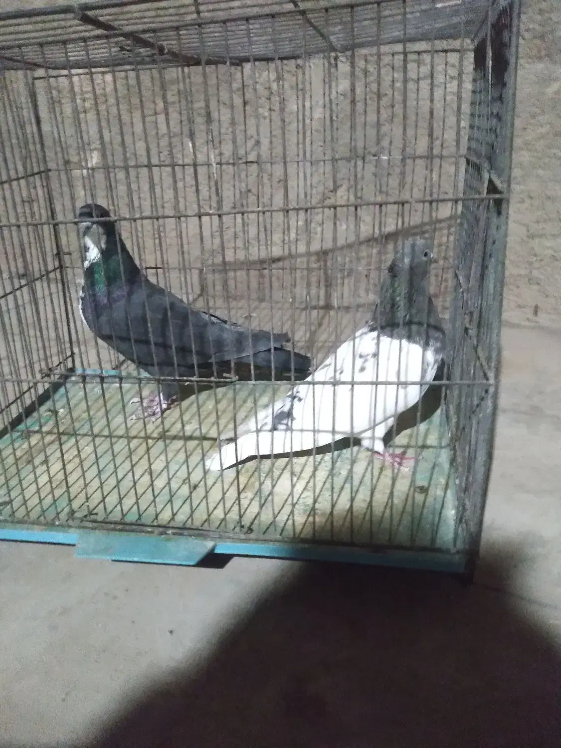 ماده خوشکل|پرنده|رفسنجان, |دیوار