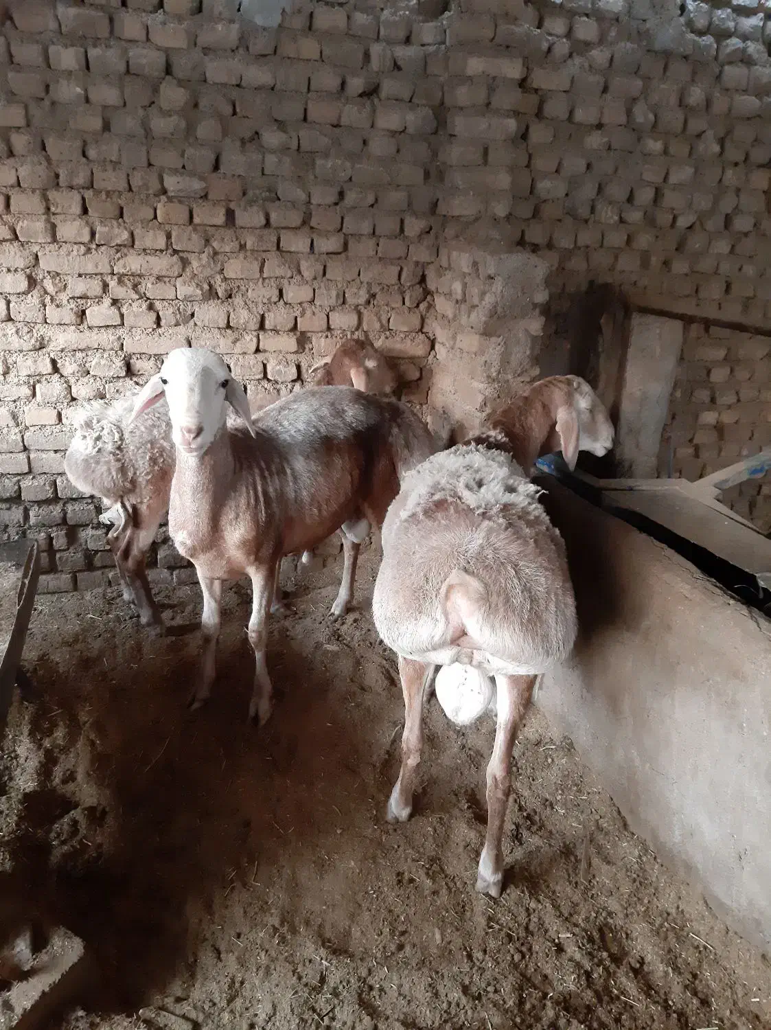 چندراس بره چینی افغان درجه یک راس بزغاله نر|حیوانات مزرعه|پاکدشت, پاکدشت (مامازند)|دیوار