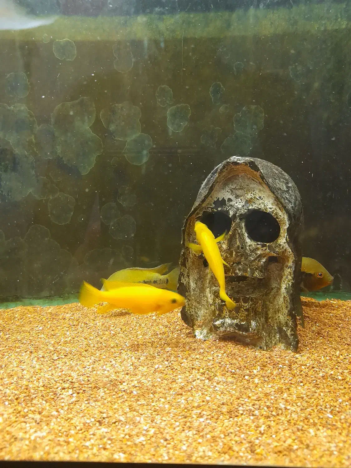 ماهیللوپی.رزیبارب.ومپایر|ماهی|رشت, لاکانی|دیوار