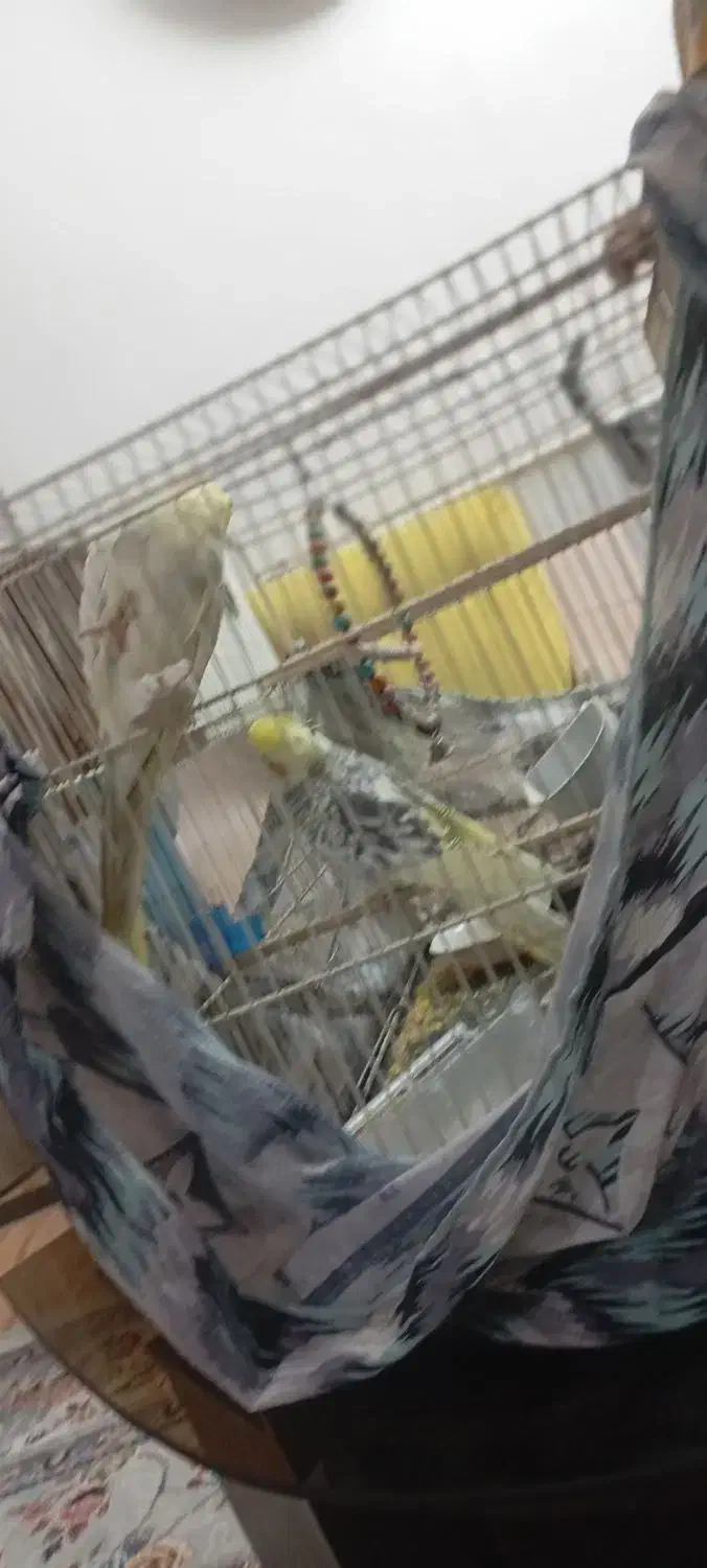 سه عدد عروس هلندی|پرنده|نیشابور, ابراهیمی|دیوار