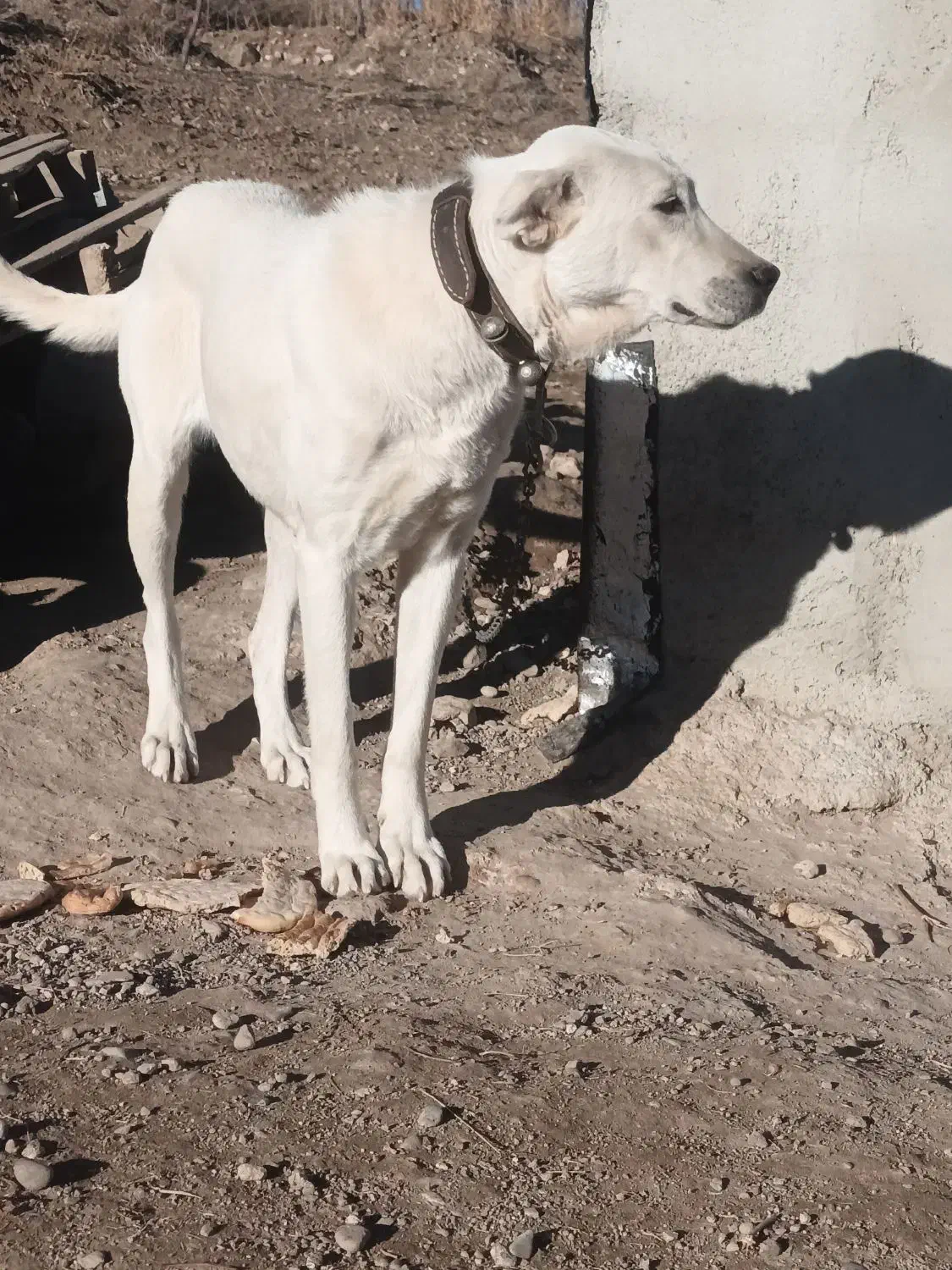 سگ‌ ۱۲‌ ماده. ماده|سگ|اهر, |دیوار