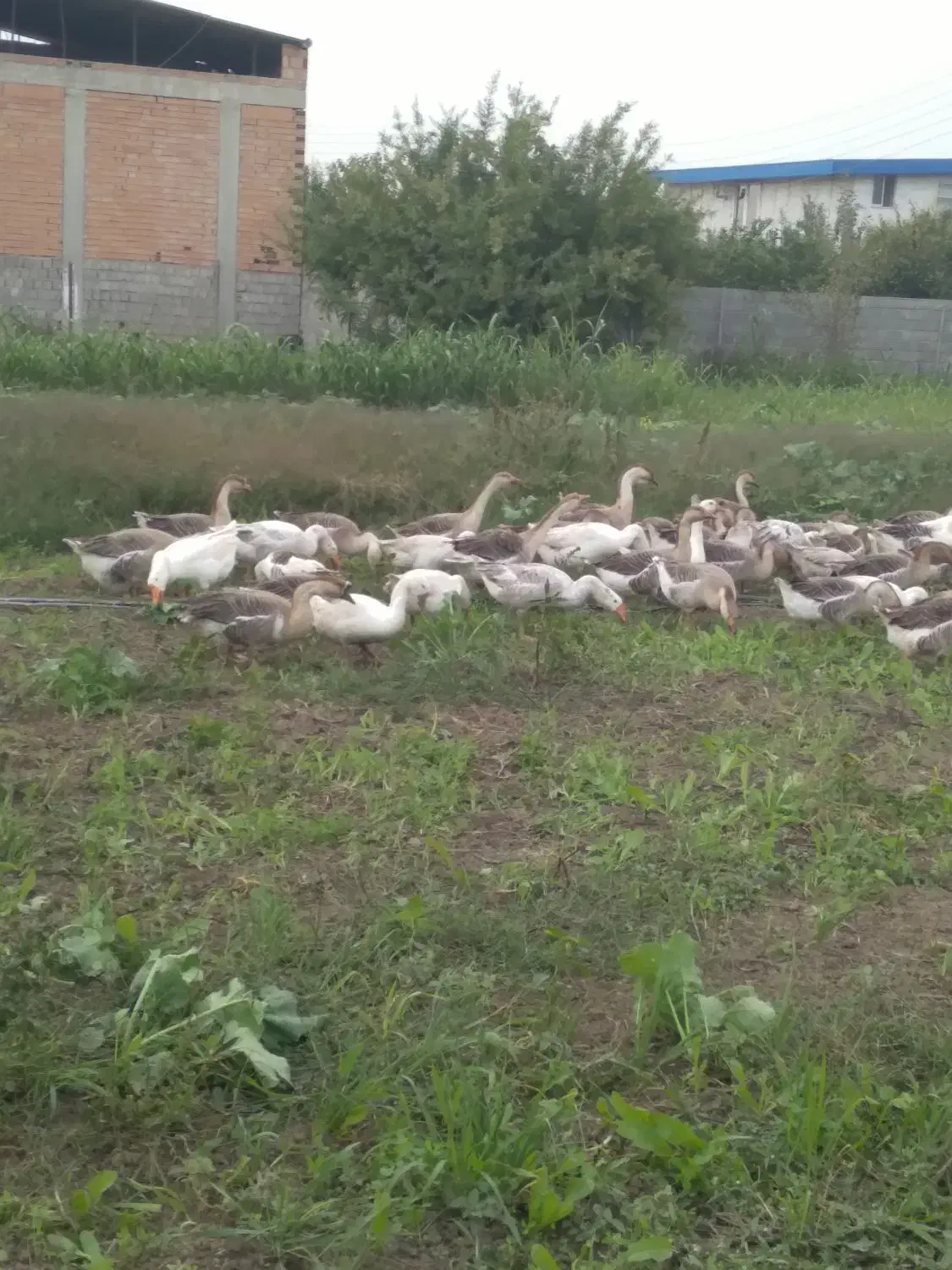 غاز سالم و ارگانیک|حیوانات مزرعه|ساری, |دیوار