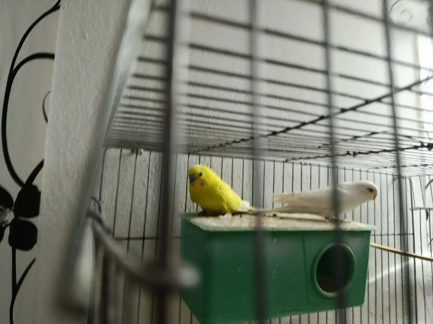 مرغ عشق|پرنده|بیرجند, |دیوار