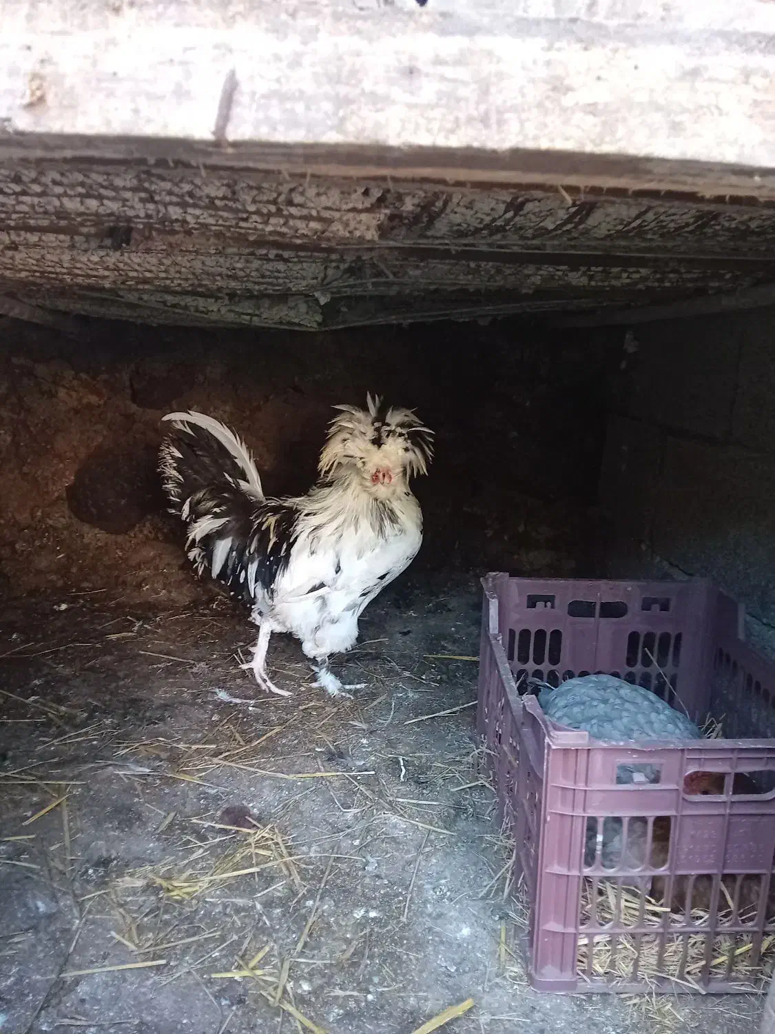 نژاد اصیل لهستانی|حیوانات مزرعه|چابکسر, |دیوار