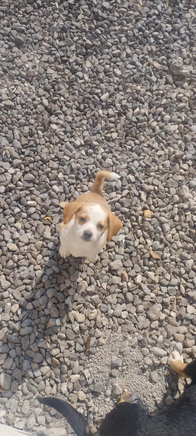 فروش سگ|سگ|مزرعه کتول, |دیوار