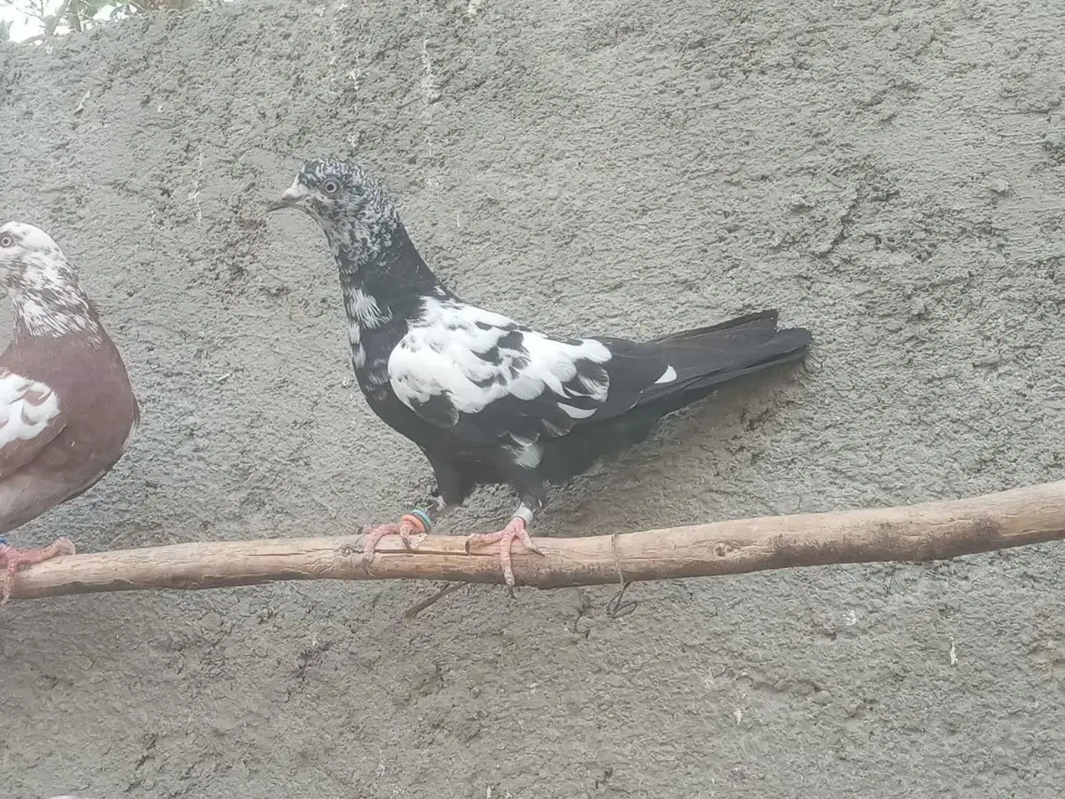 پرش . ابادانی . زاغ و سبز و ابری|پرنده|گلپایگان, |دیوار