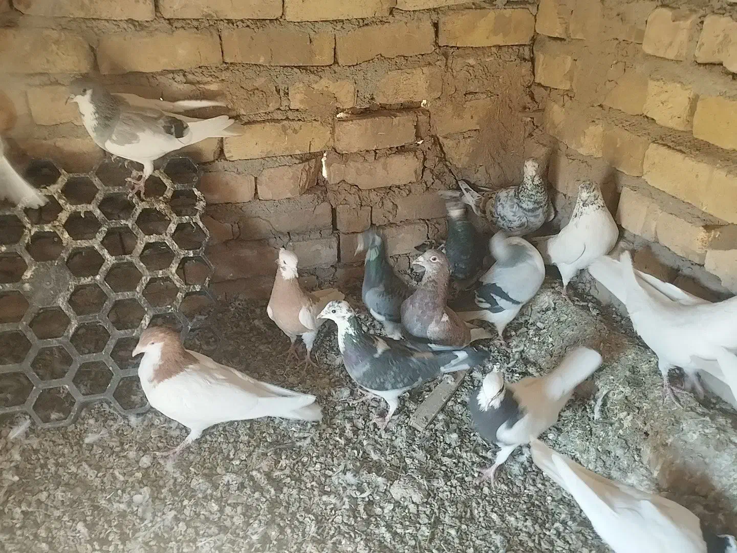 کبوتر|پرنده|اسفرورین, |دیوار