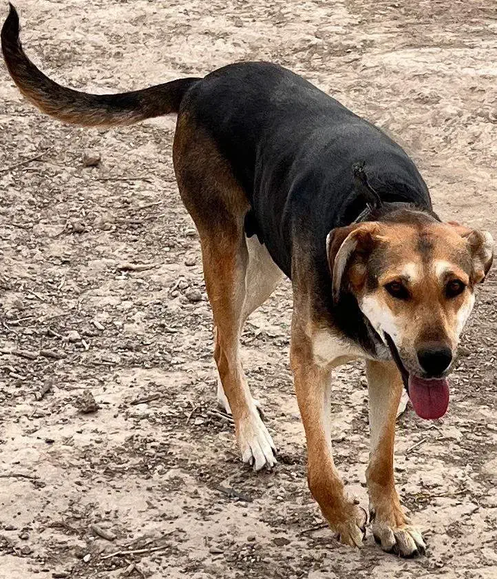 سگ ژرمن شپرد نر اصل ، سگ دوبرمن ماده|سگ|اصفهان, ناژوان|دیوار