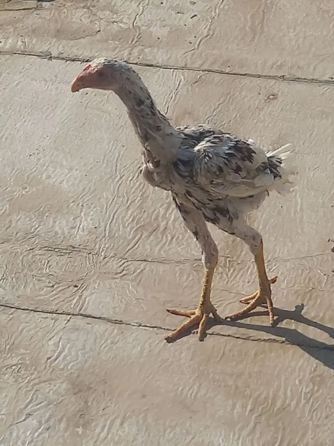 خروس لاری|حیوانات مزرعه|چهاردانگه (تهران), |دیوار