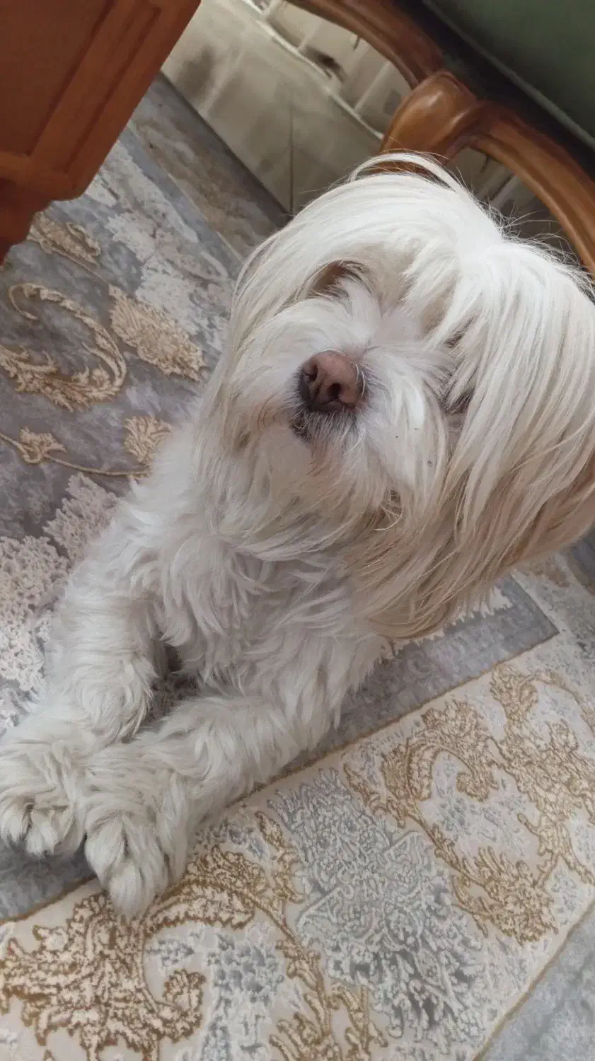 فروشی|سگ|بازرگان, |دیوار