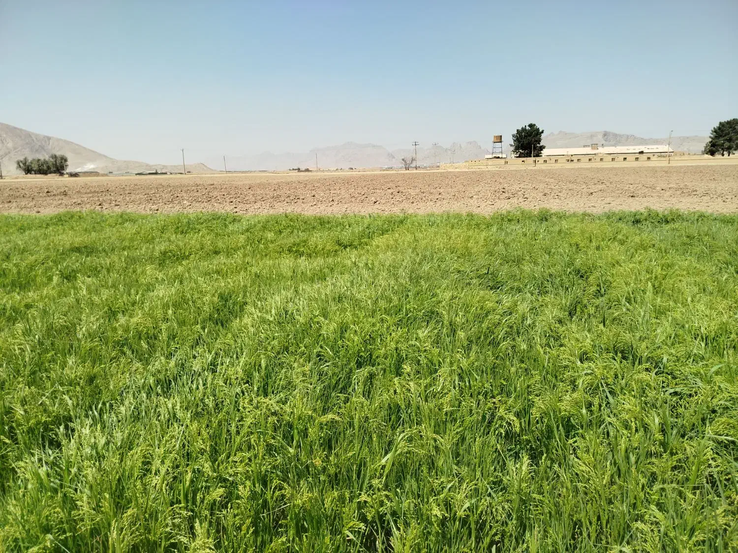 فروش زمین کشاورزی|فروش دفتر صنعتی، کشاورزی، تجاری|شهرضا, |دیوار