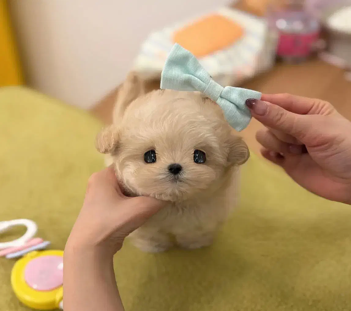 توله جیبی|سگ|اهواز, شهرک اکباتان|دیوار